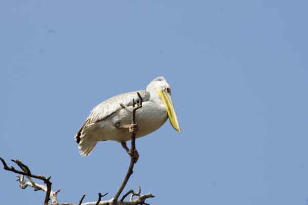 Pelicano - parque nacional lago Manyara - Tanzania.jpg